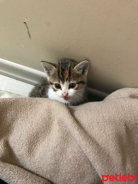 Tekir Kedi, Kedi  Fare fotoğrafı