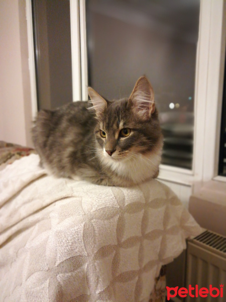 Sibirya Kedisi, Kedi  Duman fotoğrafı