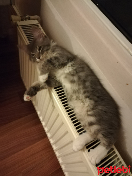 Sibirya Kedisi, Kedi  Duman fotoğrafı