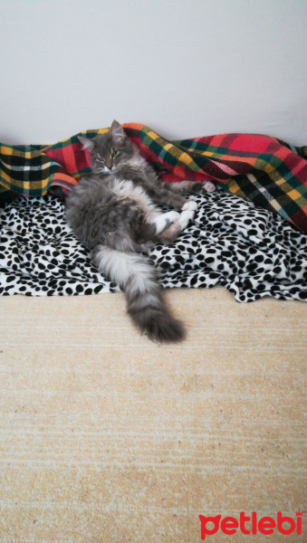 Sibirya Kedisi, Kedi  Duman fotoğrafı