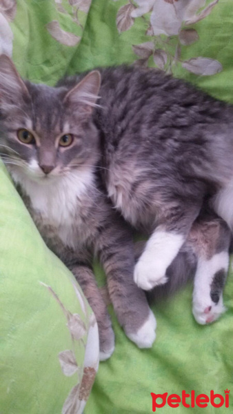 Sibirya Kedisi, Kedi  Duman fotoğrafı
