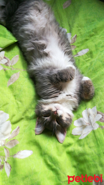 Sibirya Kedisi, Kedi  Duman fotoğrafı