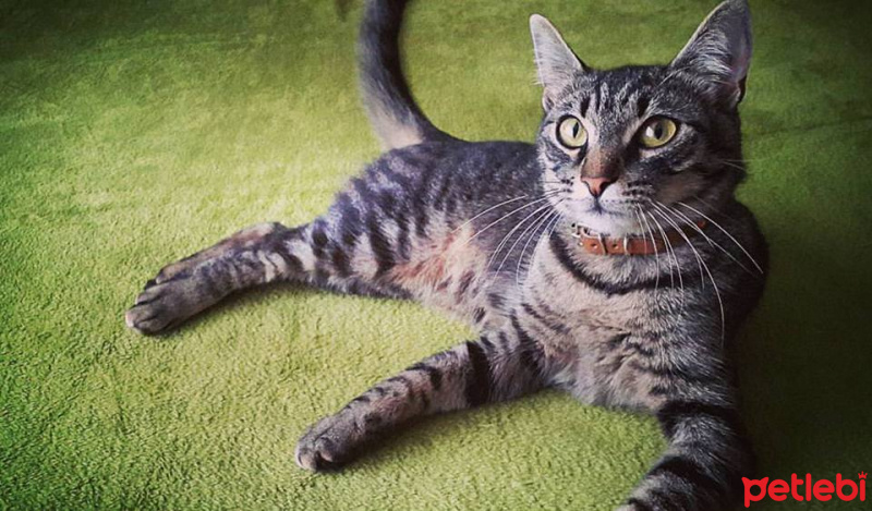 Tekir Kedi, Kedi  Afro fotoğrafı