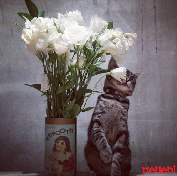 Tekir Kedi, Kedi  Afro fotoğrafı