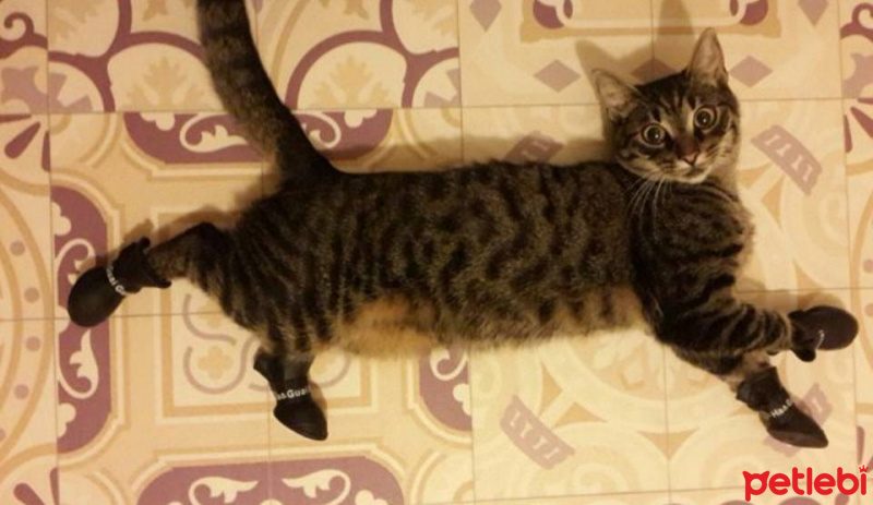 Tekir Kedi, Kedi  Afro fotoğrafı