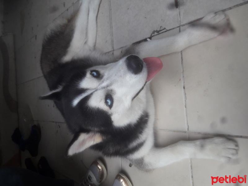 Sibirya Kurdu (Husky), Köpek  Paşa fotoğrafı
