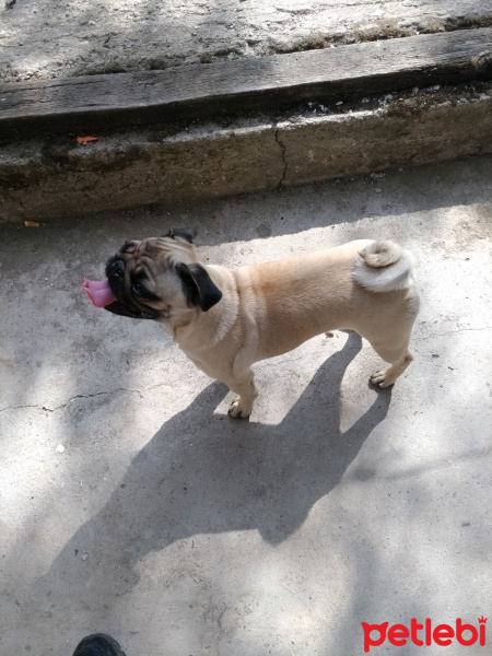 Pug, Köpek  Mişa fotoğrafı