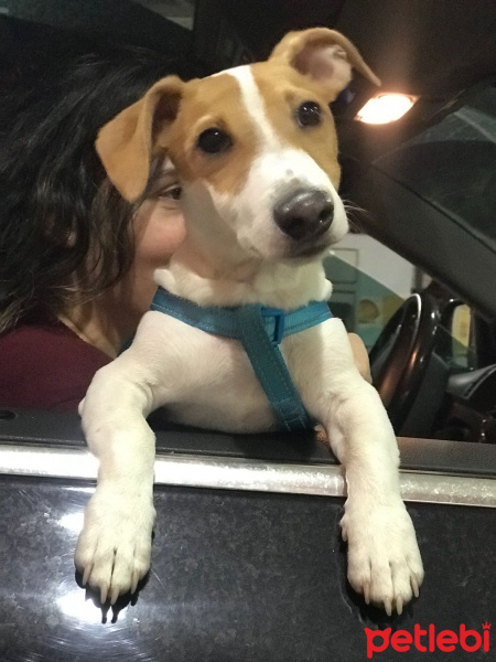 Jack Russell Terrier, Köpek  Melon fotoğrafı