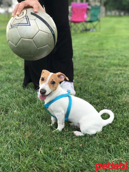 Jack Russell Terrier, Köpek  Melon fotoğrafı
