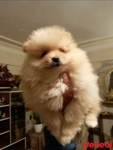 Pomeranyalı, Köpek  Boris fotoğrafı