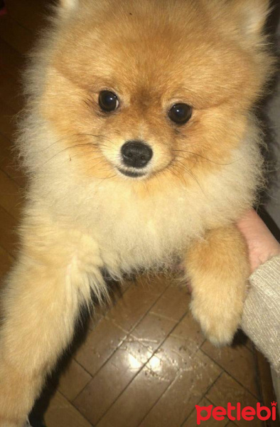 Pomeranyalı, Köpek  Boris fotoğrafı
