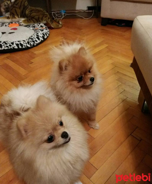 Pomeranyalı, Köpek  Boris fotoğrafı