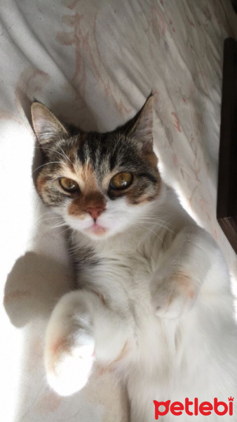 İran Kedisi (Persian), Kedi  Pamuk fotoğrafı