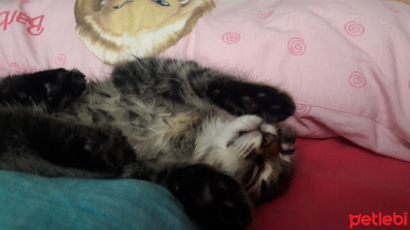 Tekir Kedi, Kedi  Gece fotoğrafı
