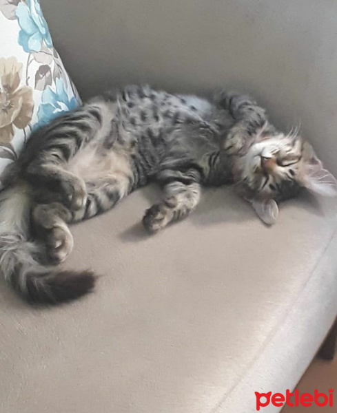 Tekir Kedi, Kedi  Gece fotoğrafı