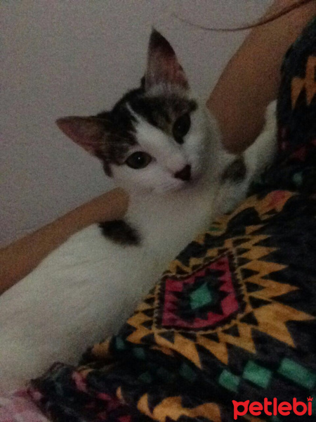 Tekir Kedi, Kedi  Piritta fotoğrafı
