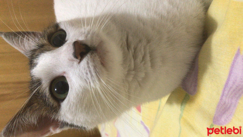 Tekir Kedi, Kedi  Piritta fotoğrafı