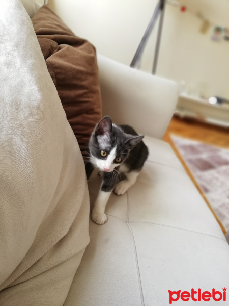 American Bobtail, Kedi  Dia fotoğrafı