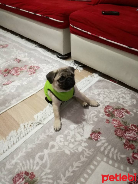 Pug, Köpek  Paytak fotoğrafı