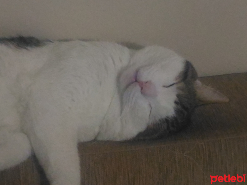 Tekir Kedi, Kedi  Lokum fotoğrafı