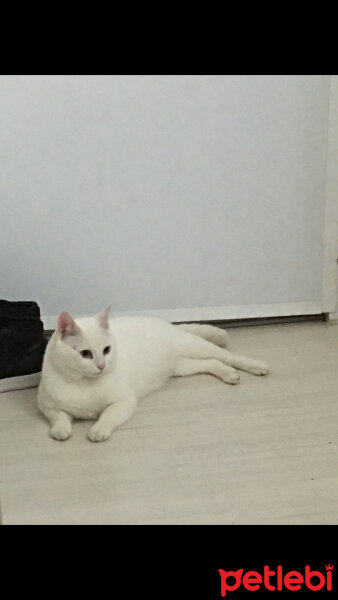 Ankara Kedisi, Kedi  mami fotoğrafı