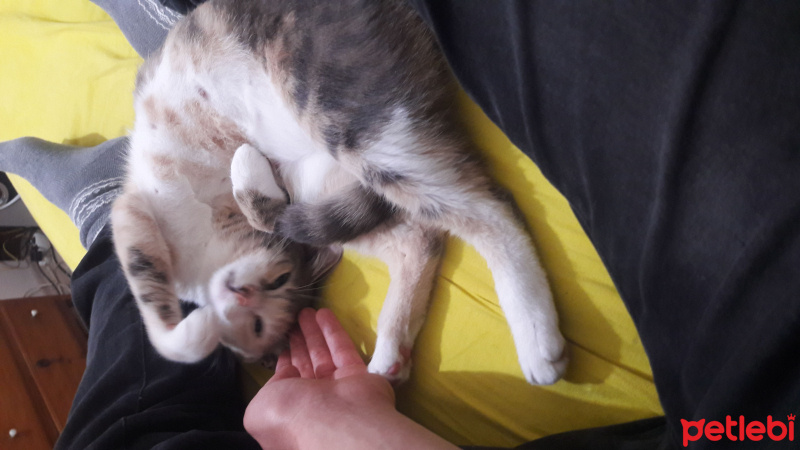 Abyssinian, Kedi  Pampers fotoğrafı