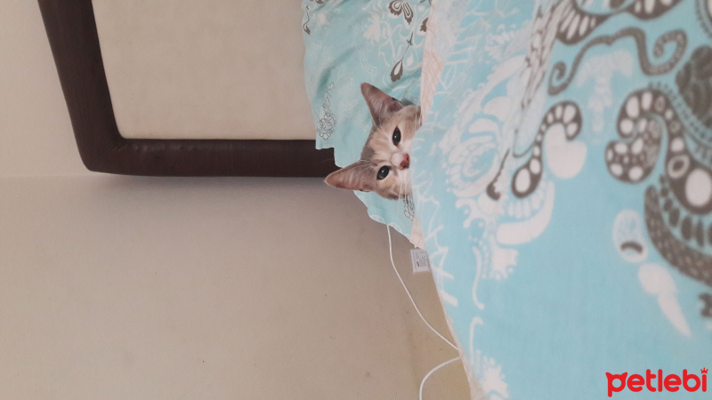 Abyssinian, Kedi  Pampers fotoğrafı