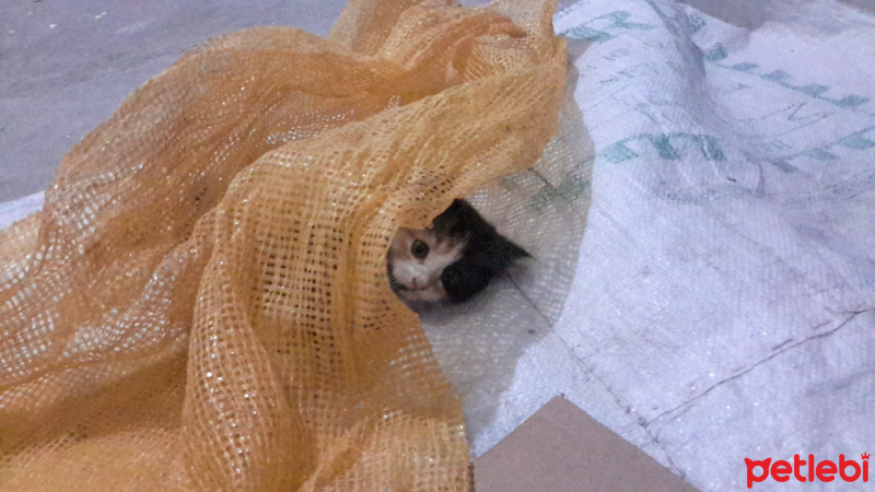 Tekir Kedi, Kedi  Kisa fotoğrafı