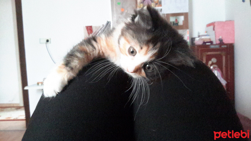 Tekir Kedi, Kedi  Kisa fotoğrafı