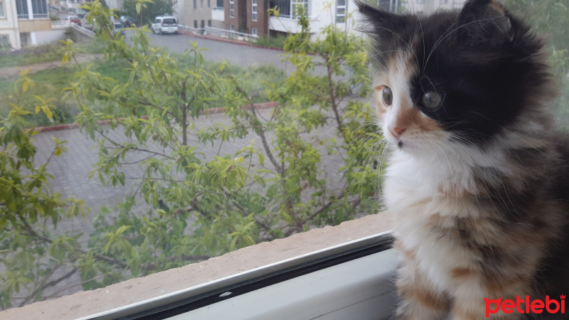 Tekir Kedi, Kedi  Kisa fotoğrafı