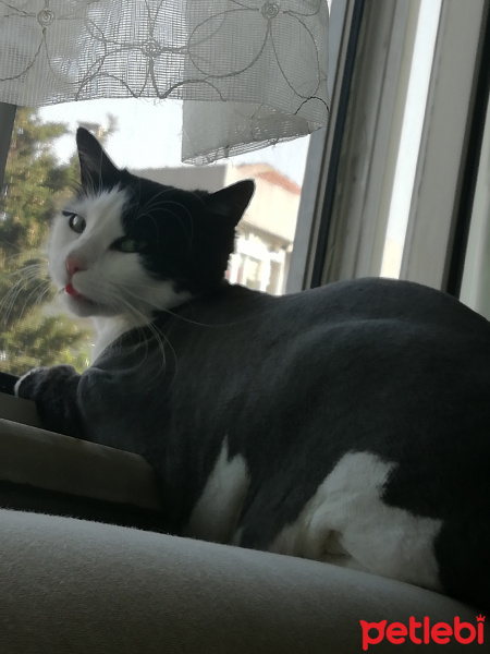 Bombay, Kedi  Minnoş fotoğrafı