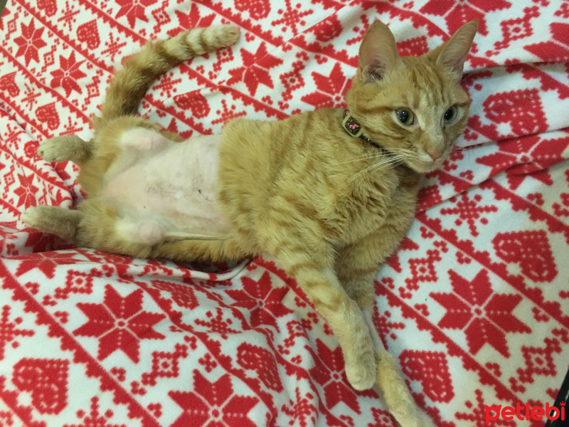 Tekir Kedi, Kedi  Leblebi fotoğrafı