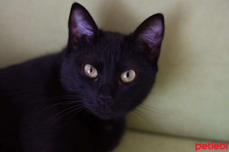 Tekir Kedi, Kedi  Night fotoğrafı