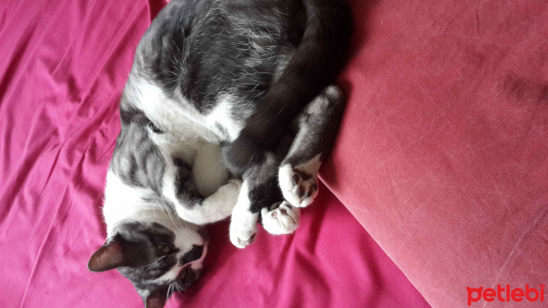 Tekir Kedi, Kedi  Rakı fotoğrafı