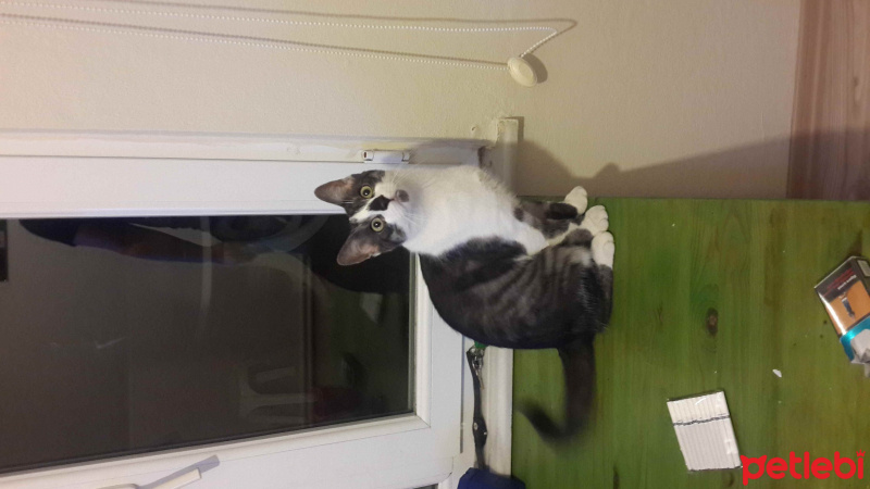 Tekir Kedi, Kedi  Rakı fotoğrafı