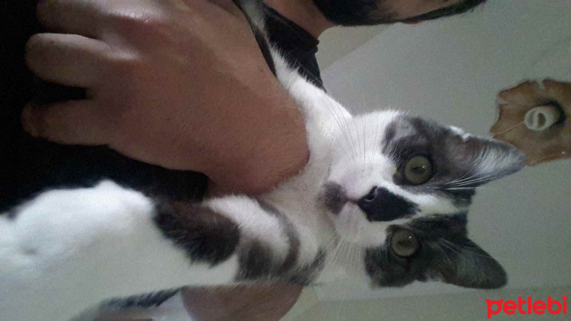 Tekir Kedi, Kedi  Rakı fotoğrafı