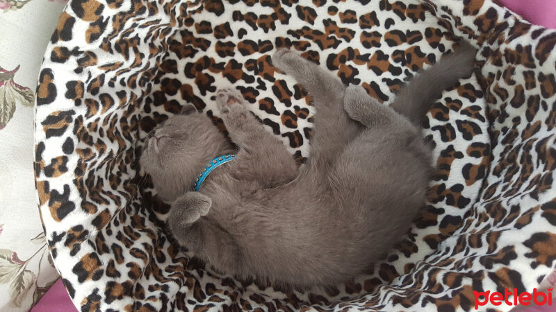 Scottish Fold, Kedi  Lili fotoğrafı