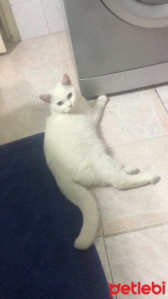 Ankara Kedisi, Kedi  Pamuk fotoğrafı