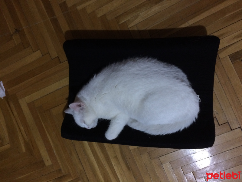 Ankara Kedisi, Kedi  Pamuk fotoğrafı