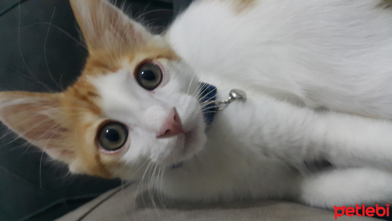 Tekir Kedi, Kedi  Tarçın fotoğrafı