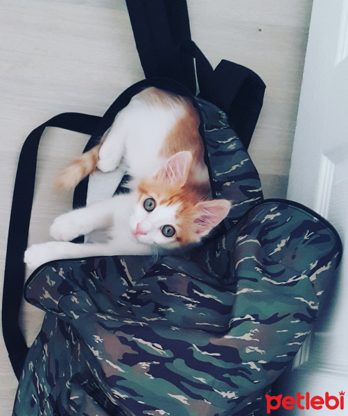 Tekir Kedi, Kedi  Tarçın fotoğrafı