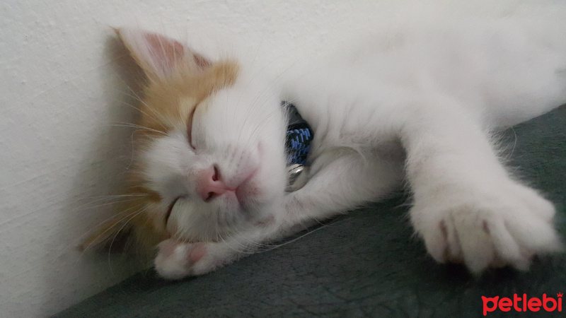Tekir Kedi, Kedi  Tarçın fotoğrafı