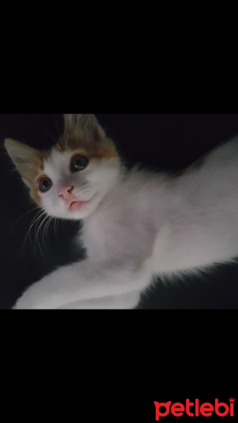 Tekir Kedi, Kedi  Tarçın fotoğrafı