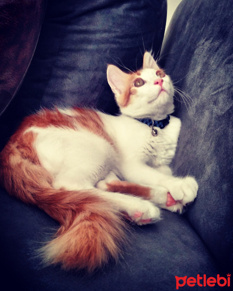 Tekir Kedi, Kedi  Tarçın fotoğrafı