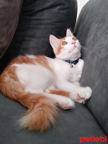 Tekir Kedi, Kedi  Tarçın fotoğrafı