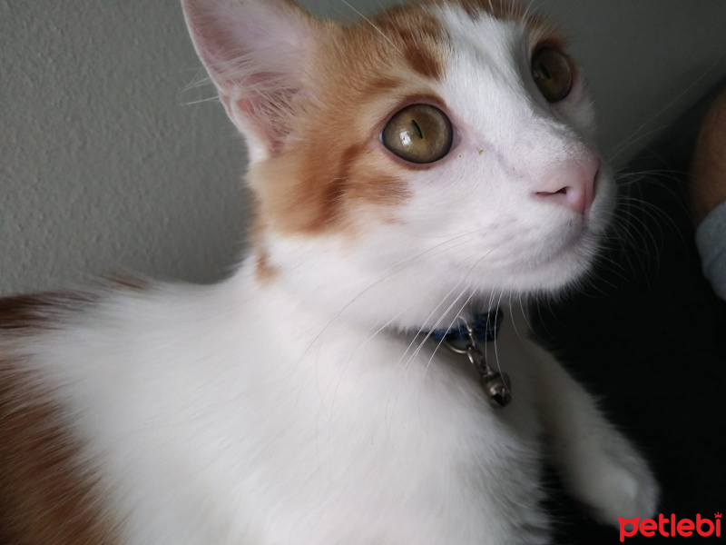 Tekir Kedi, Kedi  Tarçın fotoğrafı