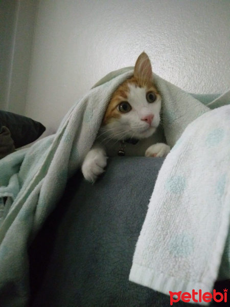 Tekir Kedi, Kedi  Tarçın fotoğrafı