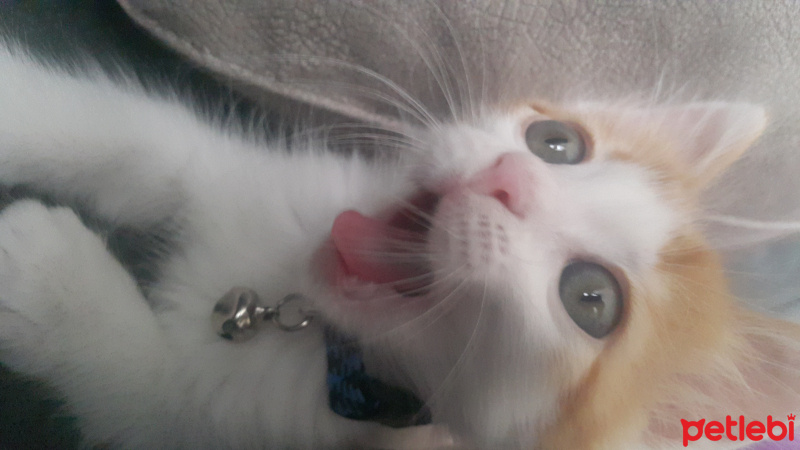 Tekir Kedi, Kedi  Tarçın fotoğrafı