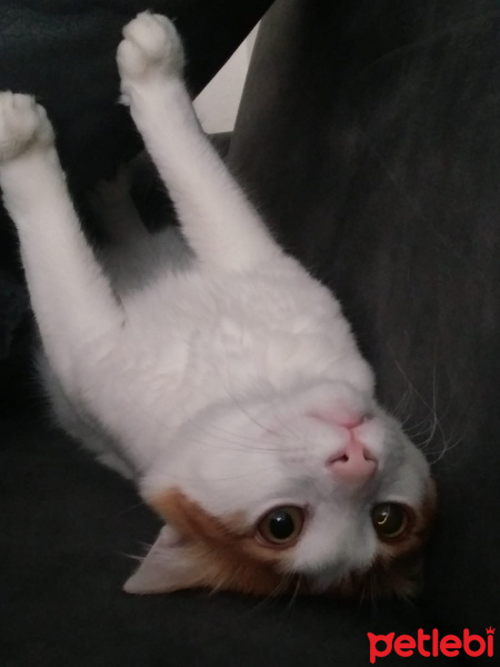 Tekir Kedi, Kedi  Tarçın fotoğrafı
