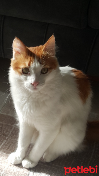 Tekir Kedi, Kedi  Tarçın fotoğrafı
